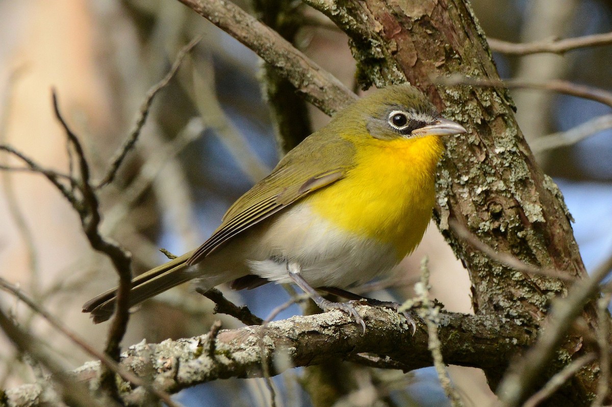 Yellow-breasted Chat - ML645718113