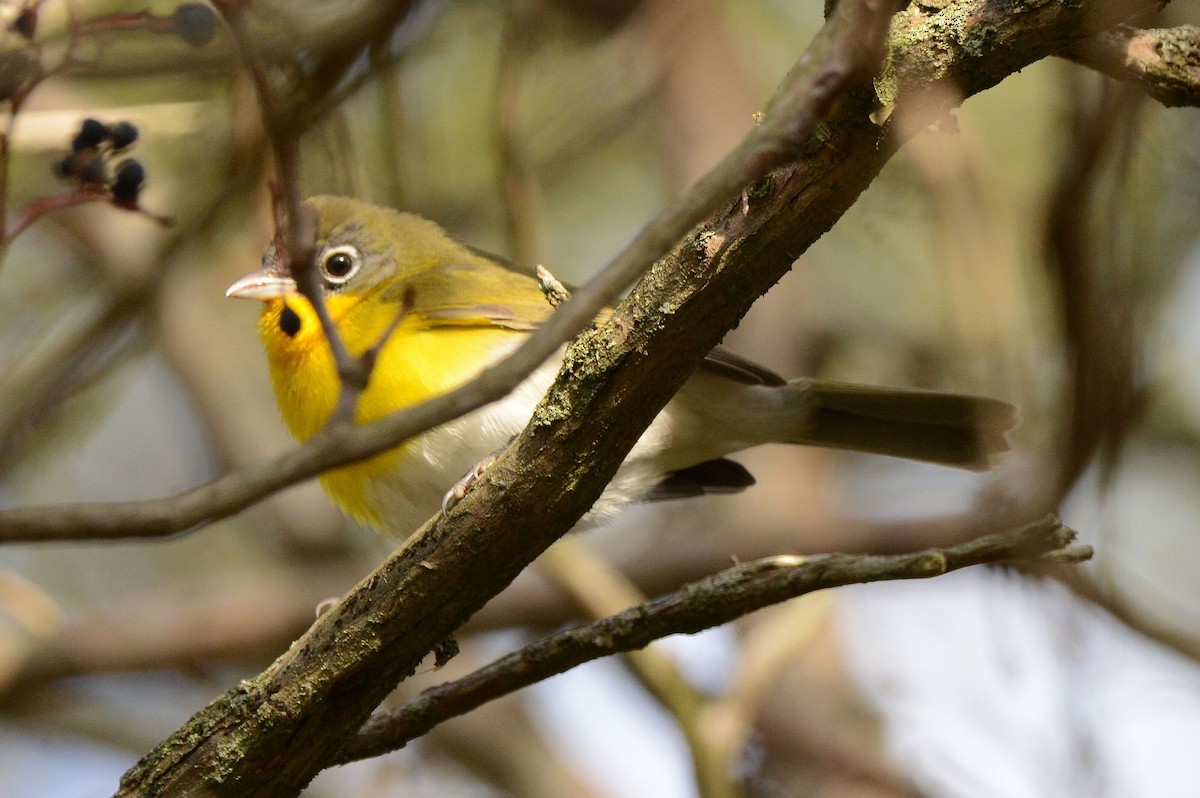 Yellow-breasted Chat - ML645718114