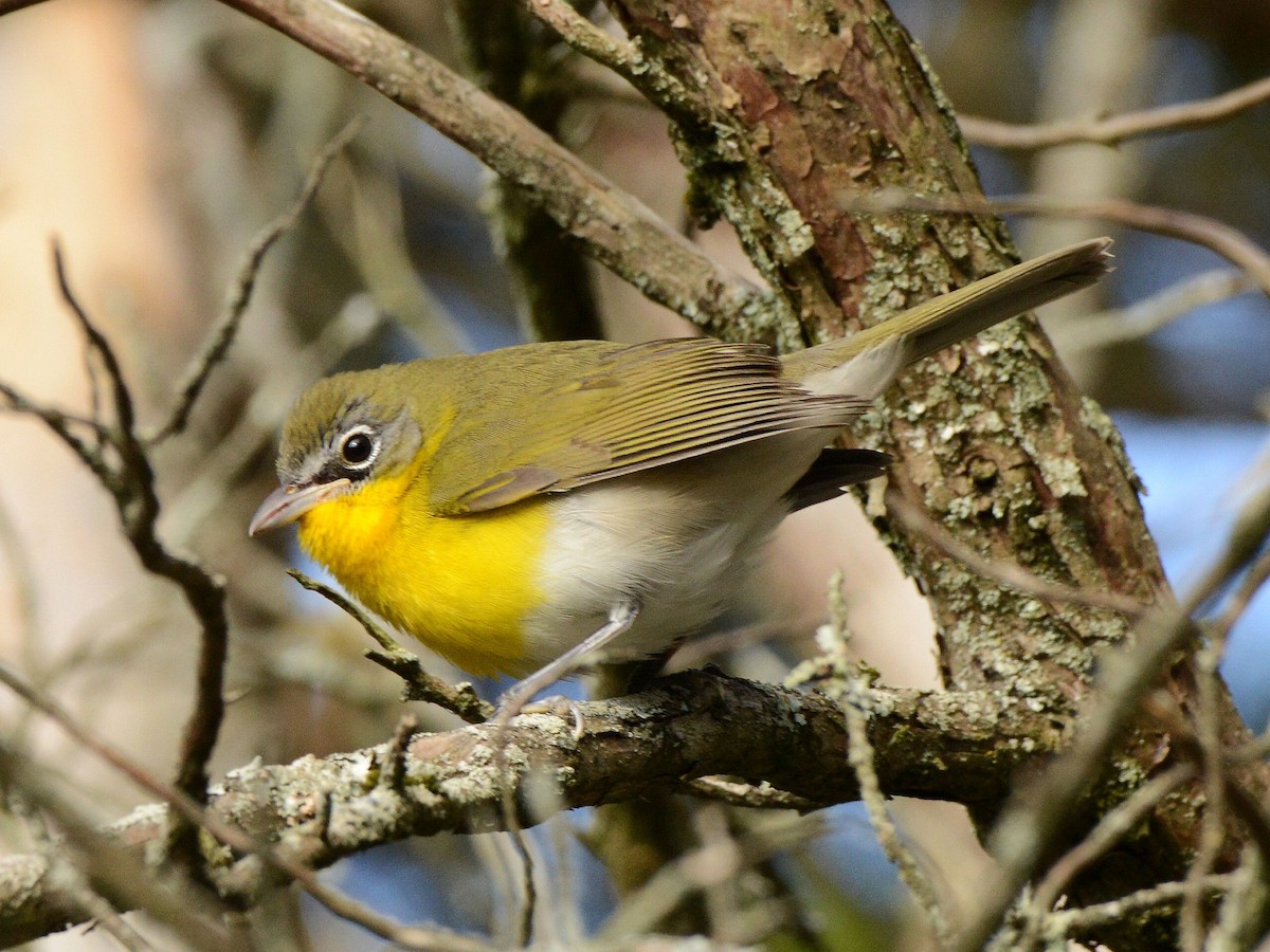 Yellow-breasted Chat - ML645718115