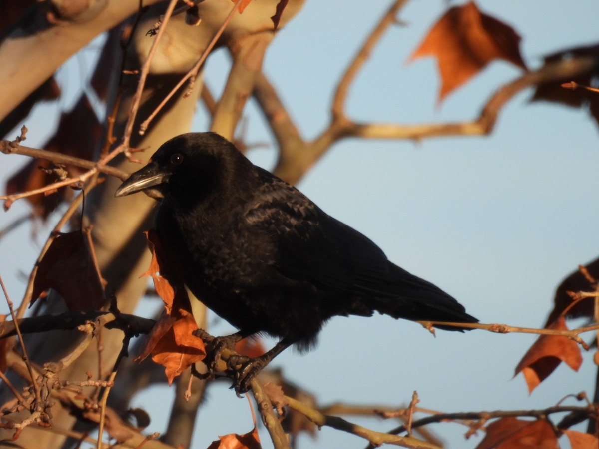 American Crow - ML645718125