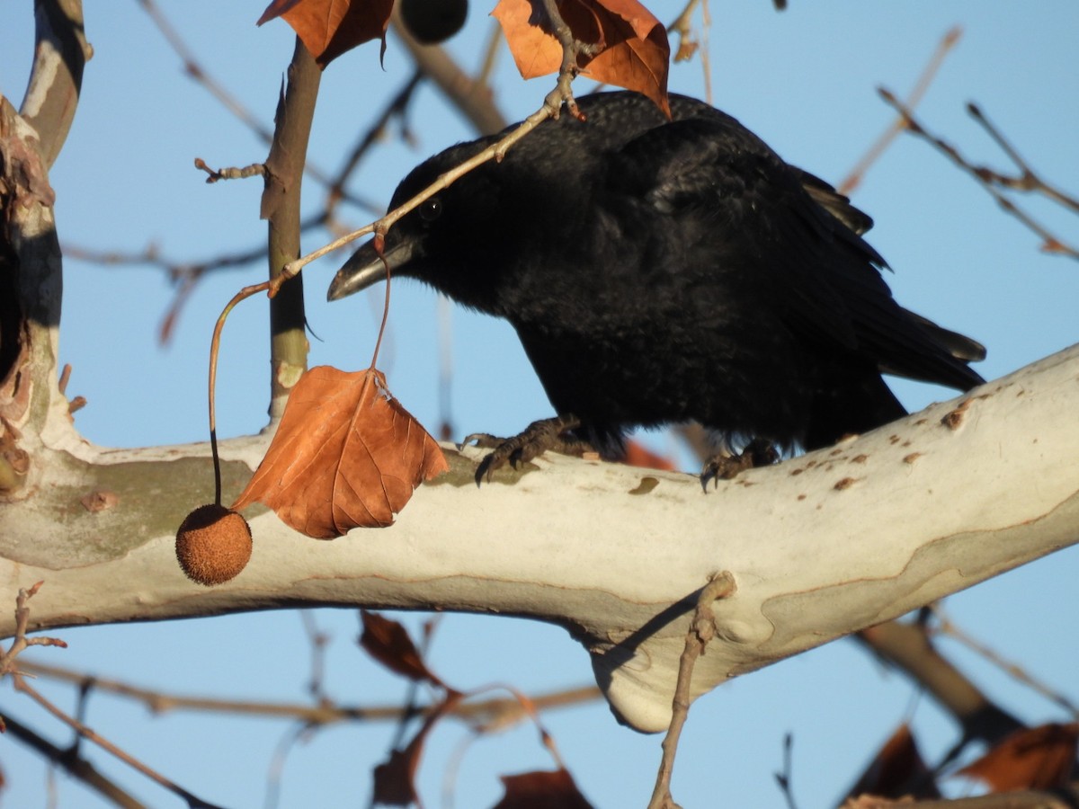 American Crow - ML645718129