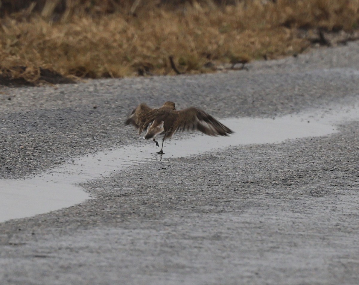 Mountain Plover - ML645718132