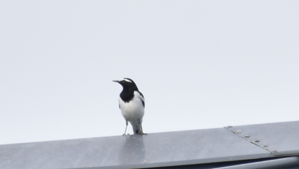 White-browed Wagtail - ML645718136