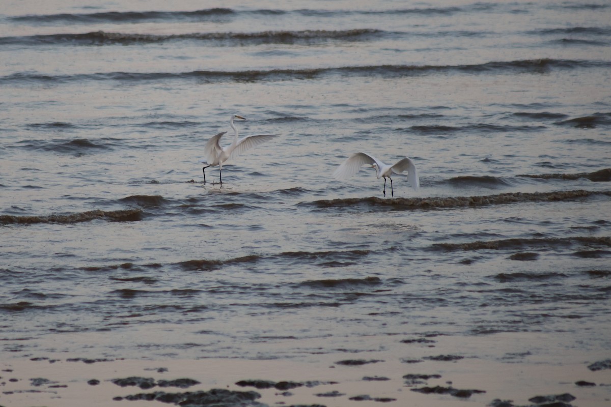 Great Egret - ML645718137