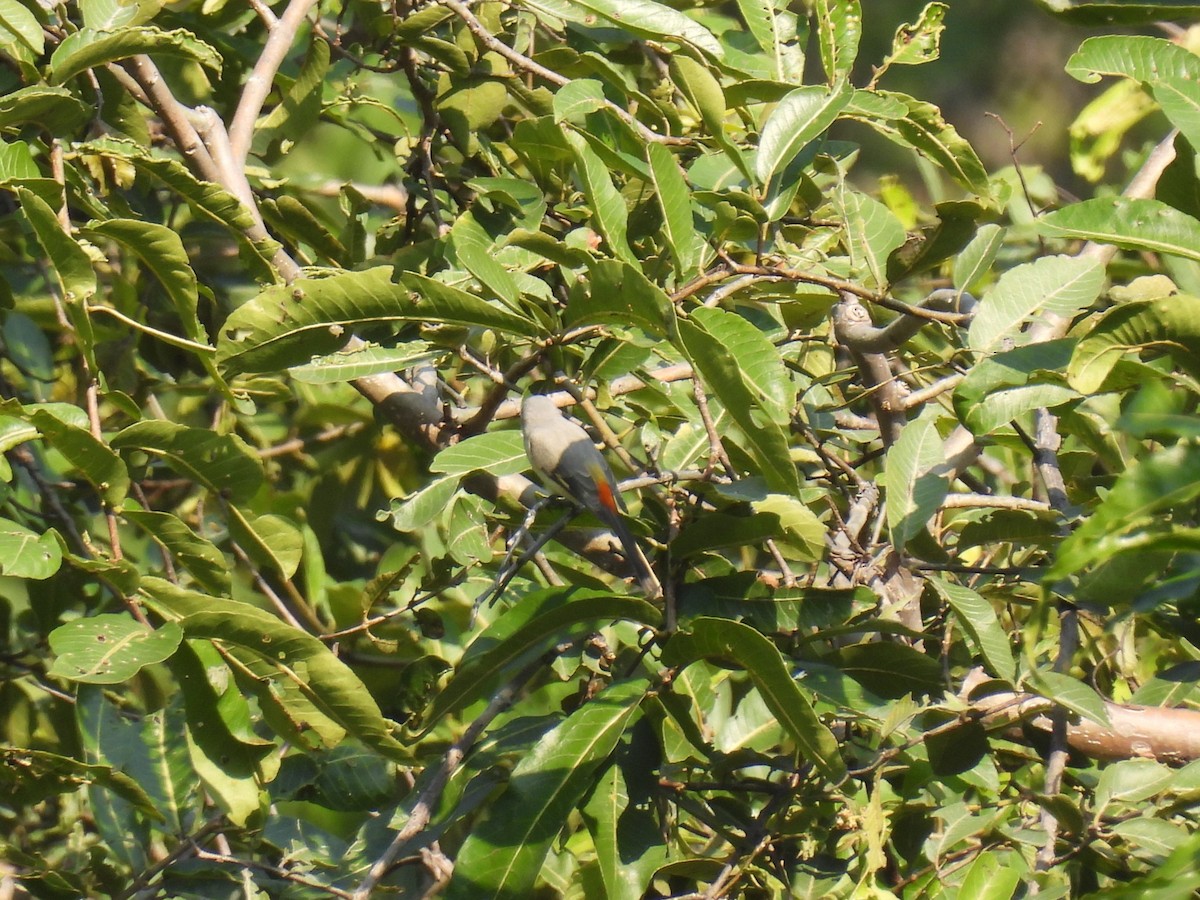 Zwergmennigvogel - ML645718142