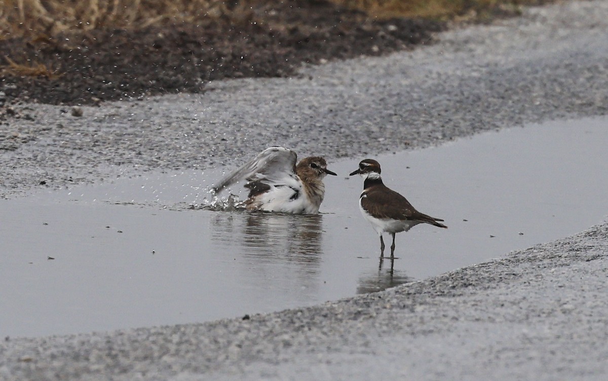 Mountain Plover - ML645718144