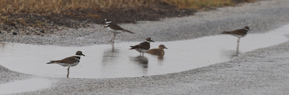 Mountain Plover - ML645718146