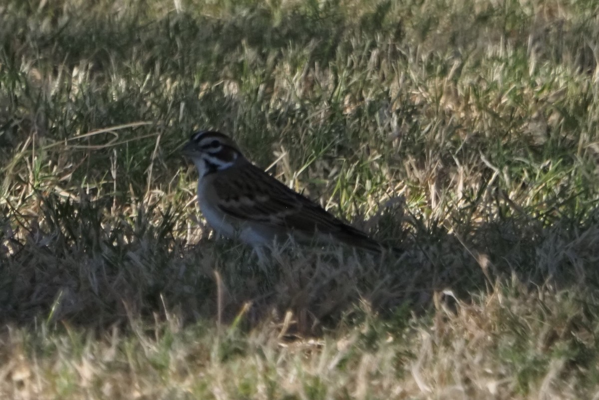 Lark Sparrow - ML645718147