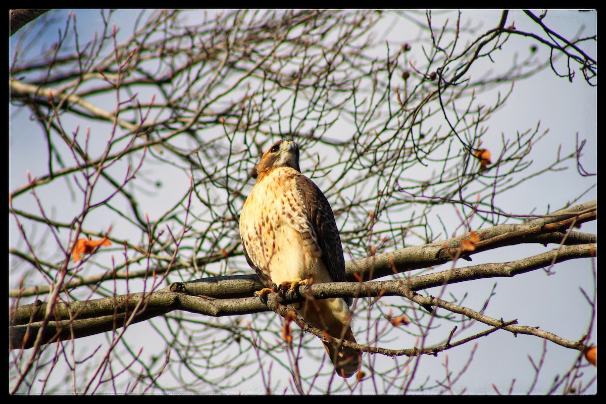 Red-tailed Hawk - ML645718148