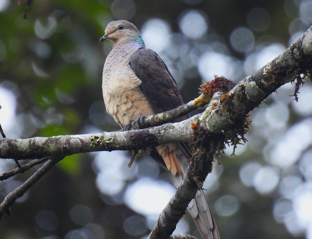 Barred Cuckoo-Dove - ML645718152