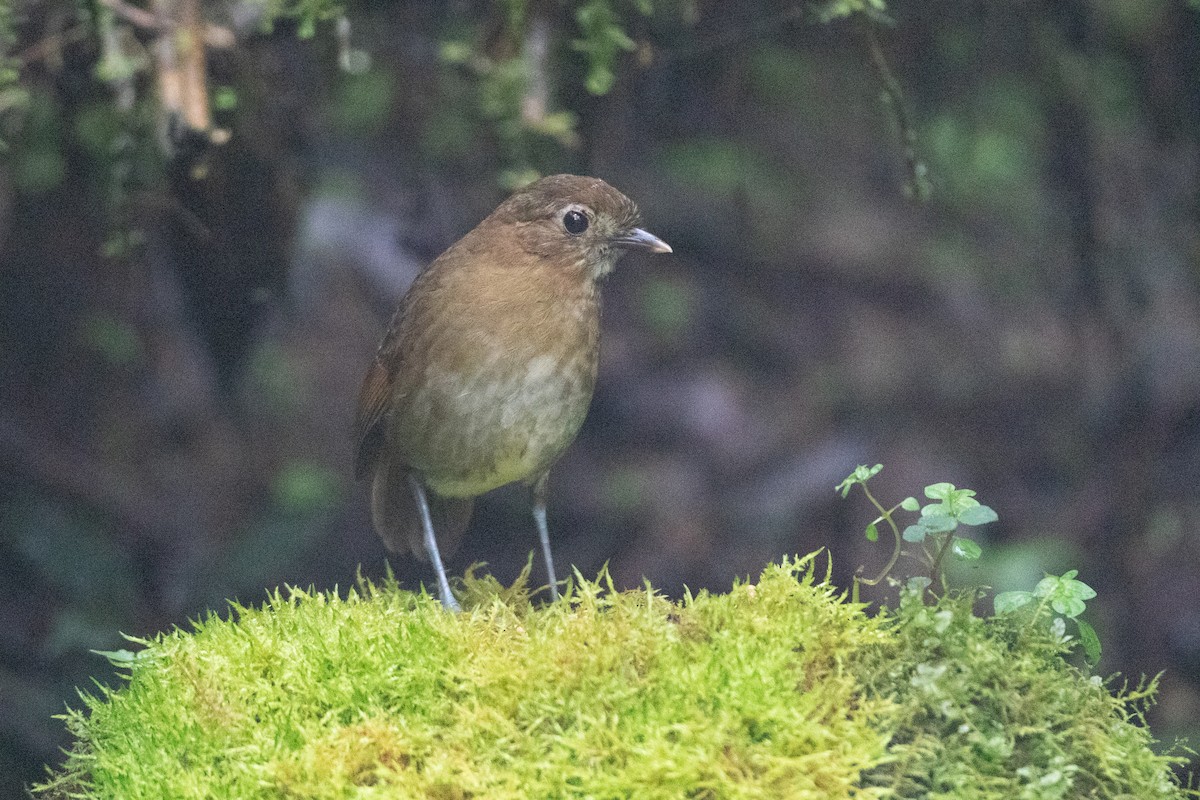 Brown-banded Antpitta - ML645718157