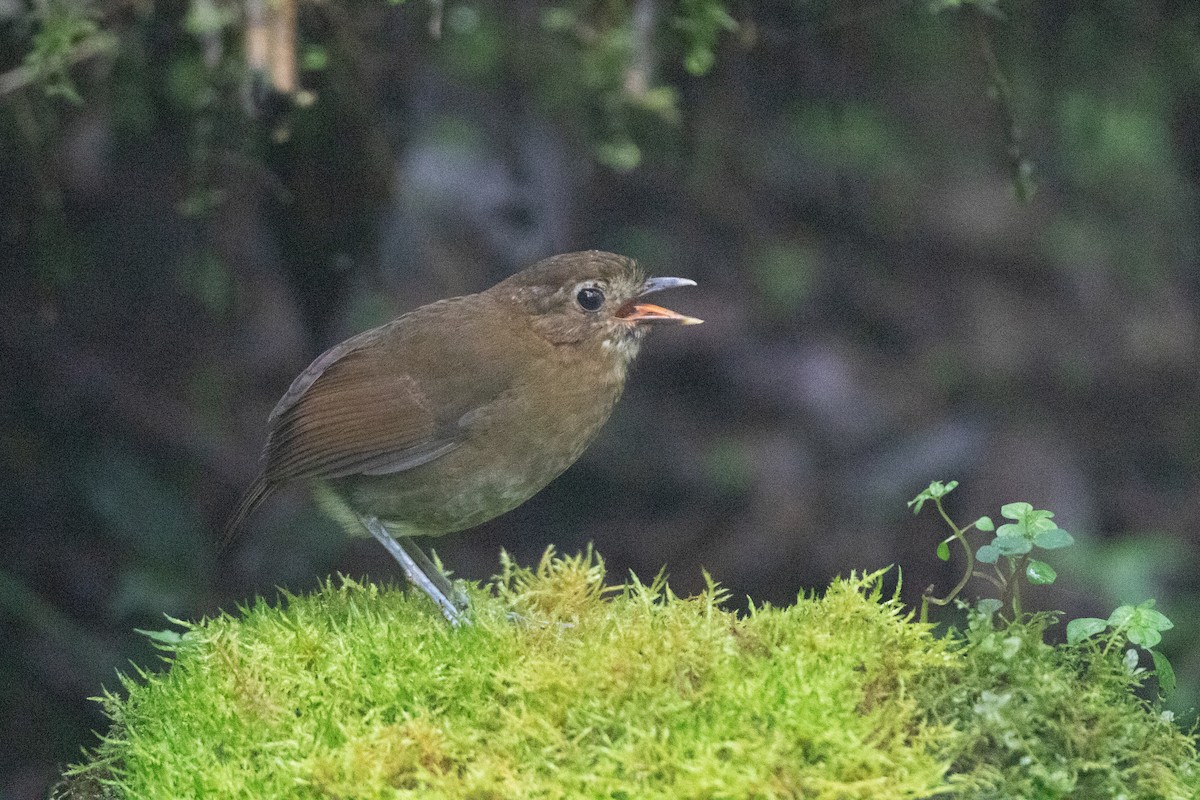 Brown-banded Antpitta - ML645718158