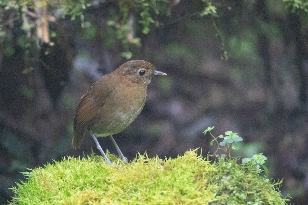 Brown-banded Antpitta - ML645718159