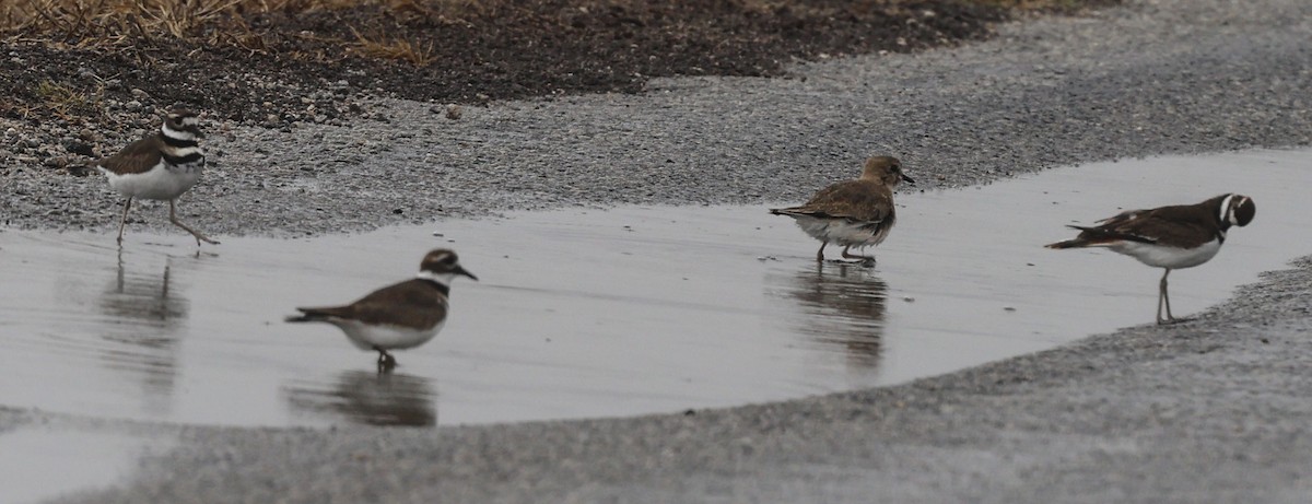 Mountain Plover - ML645718162