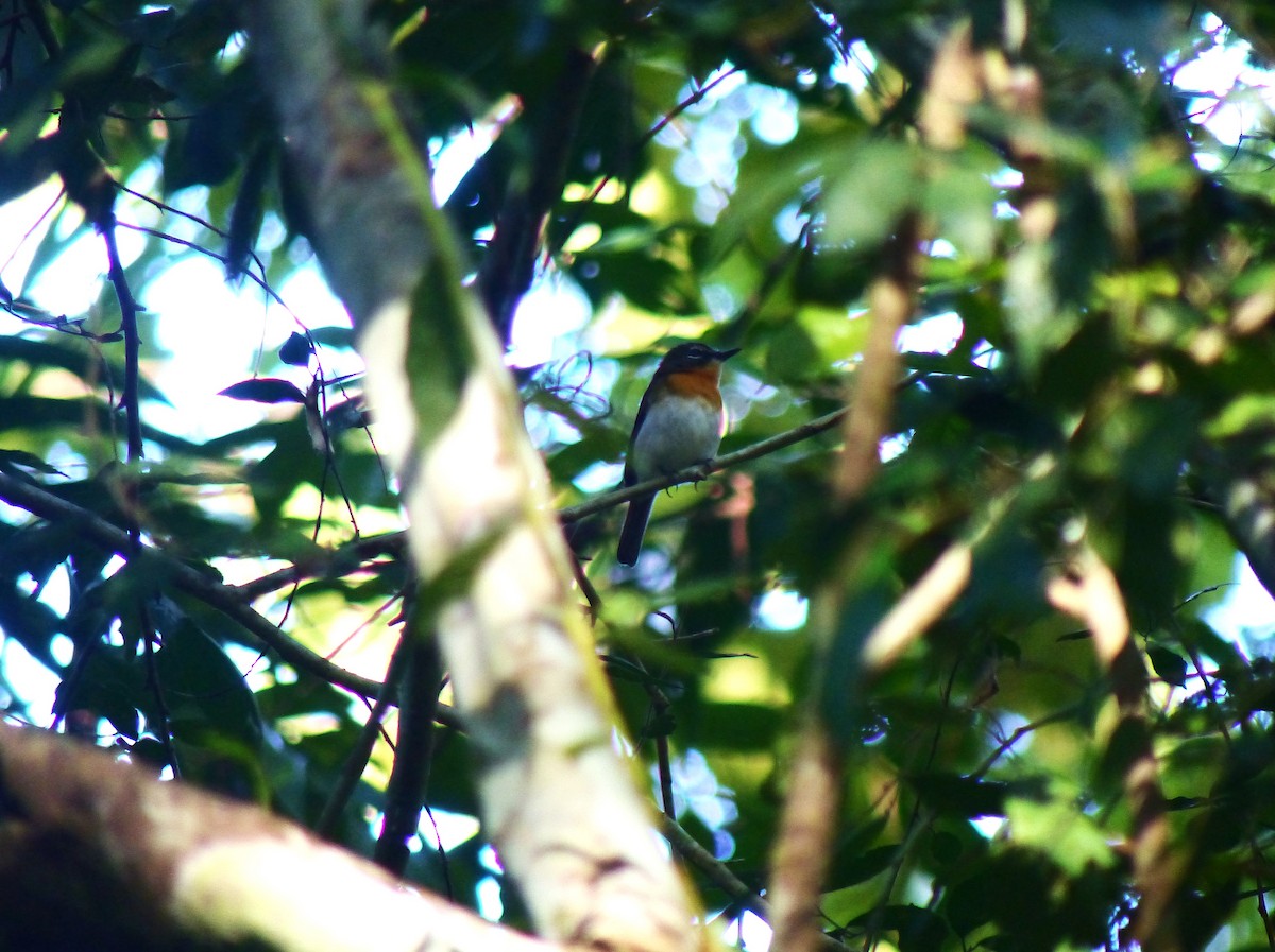 Palawan Blue Flycatcher - ML645718177