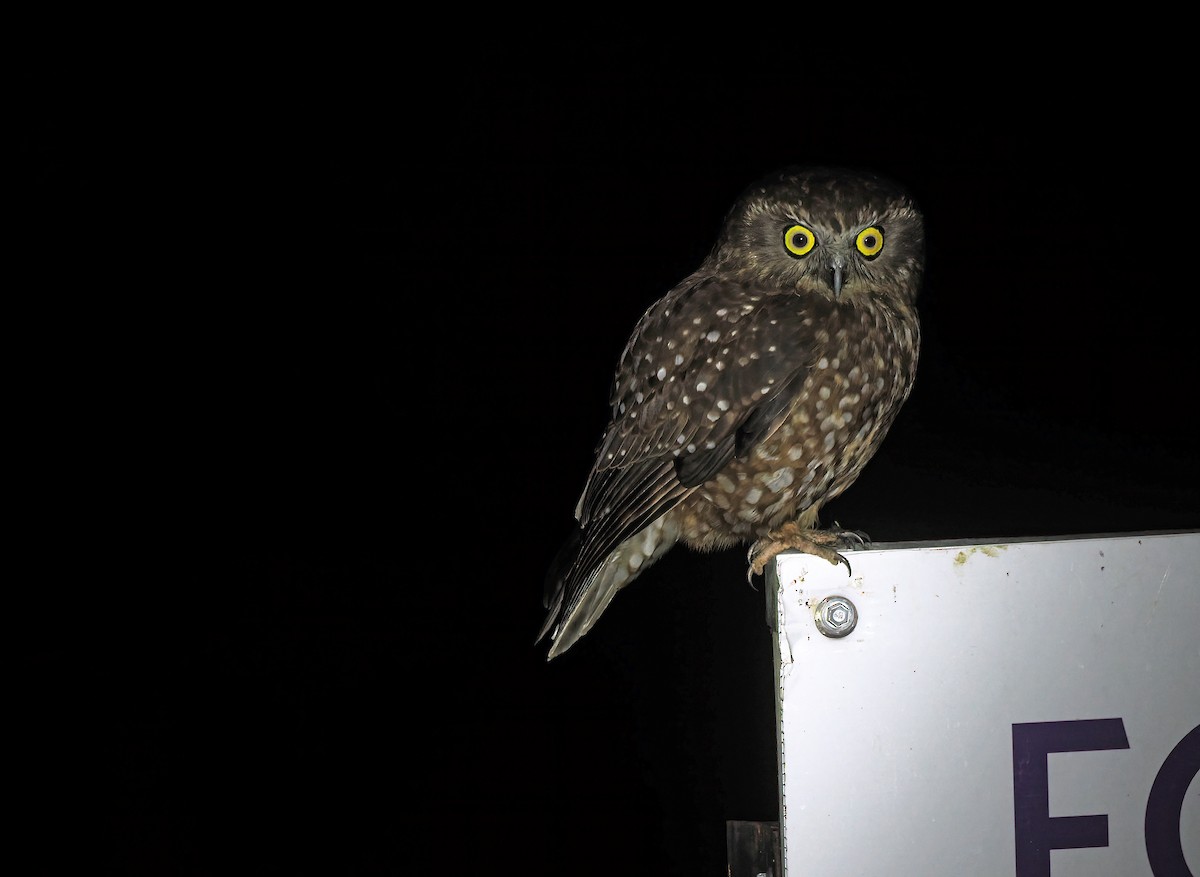 Tasmanian Boobook - ML645718189