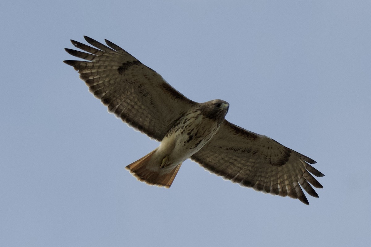 káně rudochvostá - ML645718195