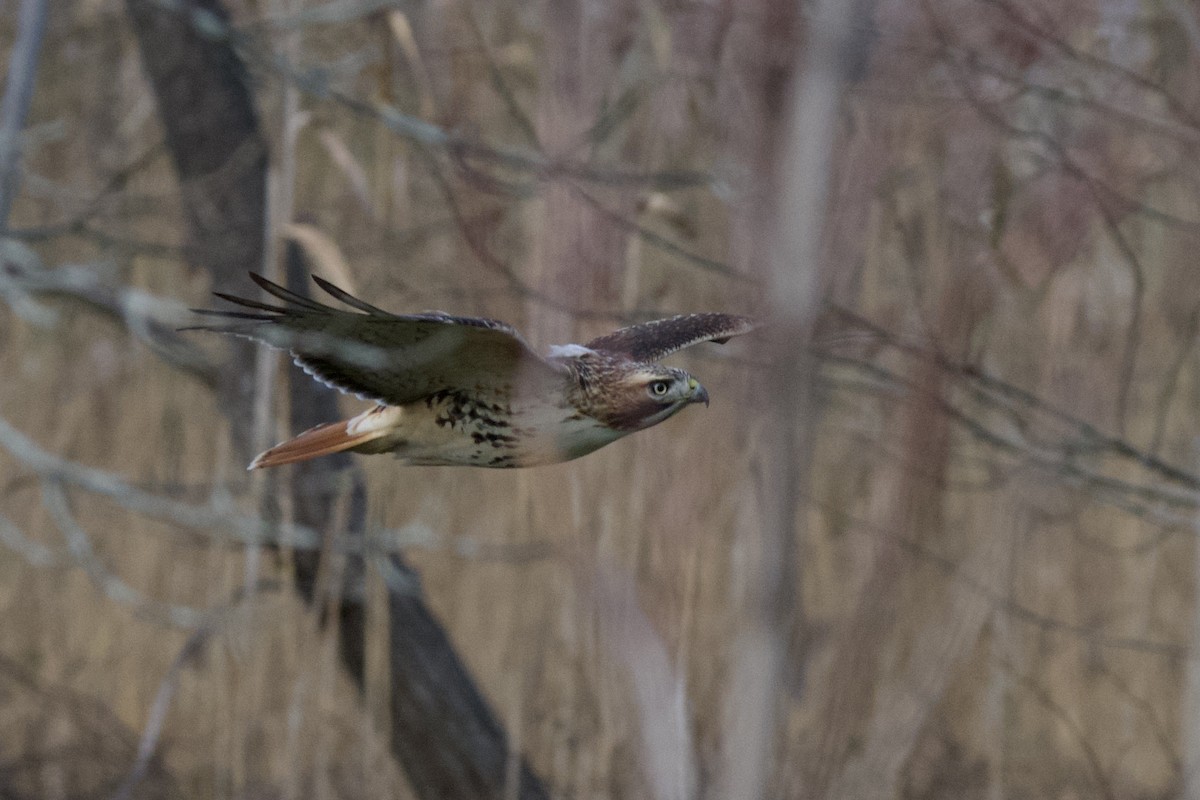 káně rudochvostá - ML645718196