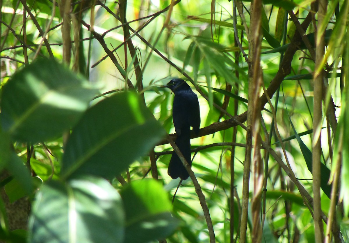 White-vented Shama - ML645718205