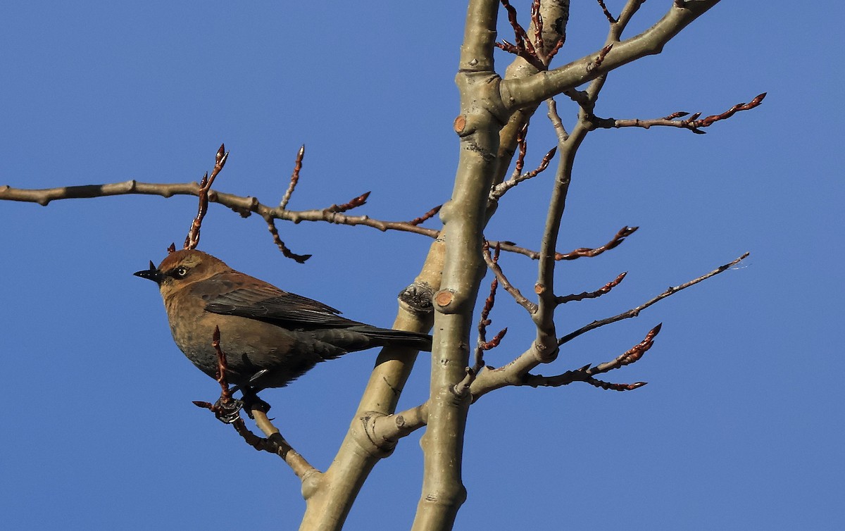 Rusty Blackbird - ML645718214