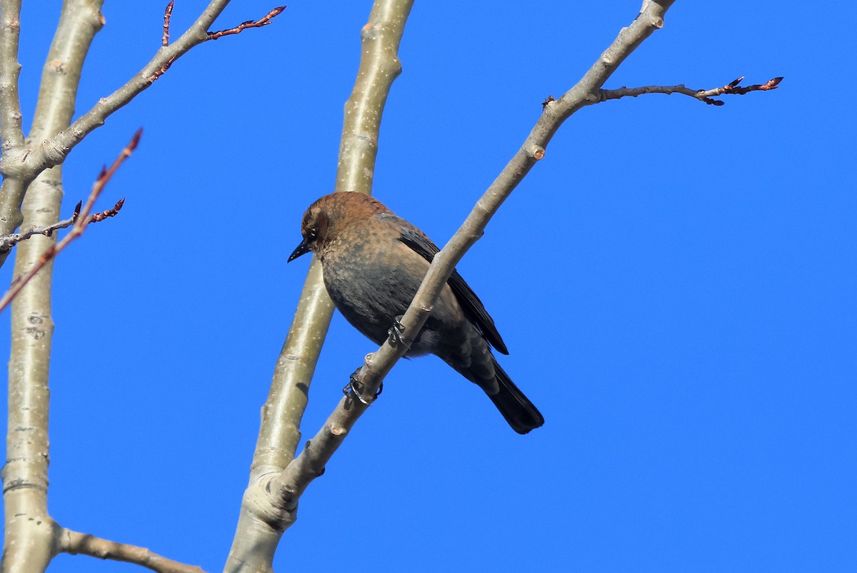 Rusty Blackbird - ML645718215