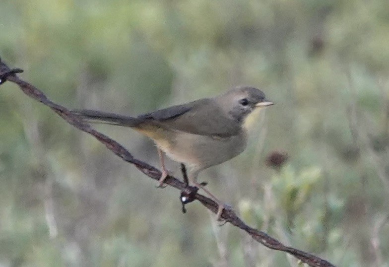 Common Yellowthroat - ML645718224