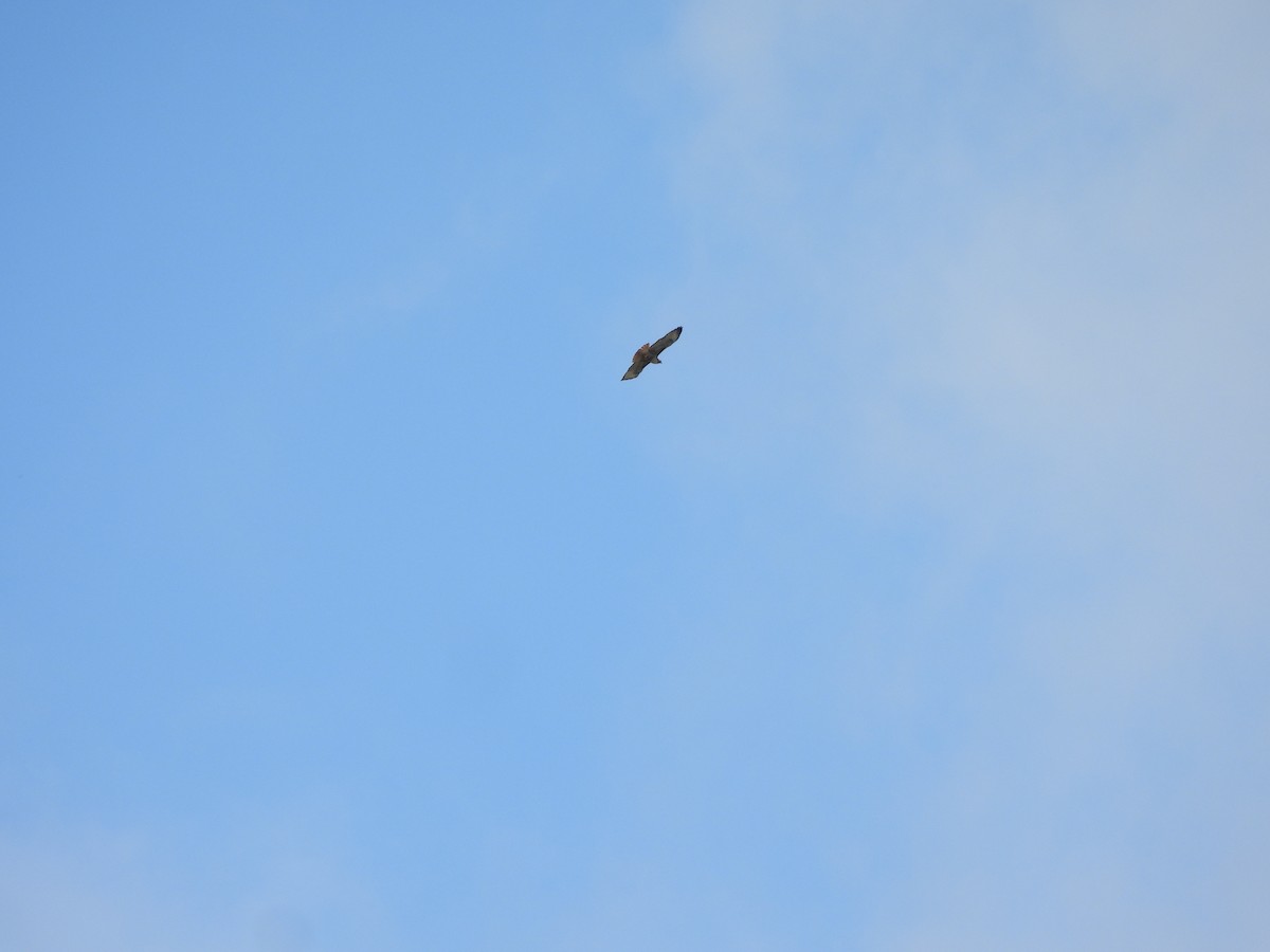 Red-tailed Hawk - ML645718225