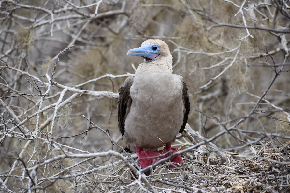 terej červenonohý - ML645718226