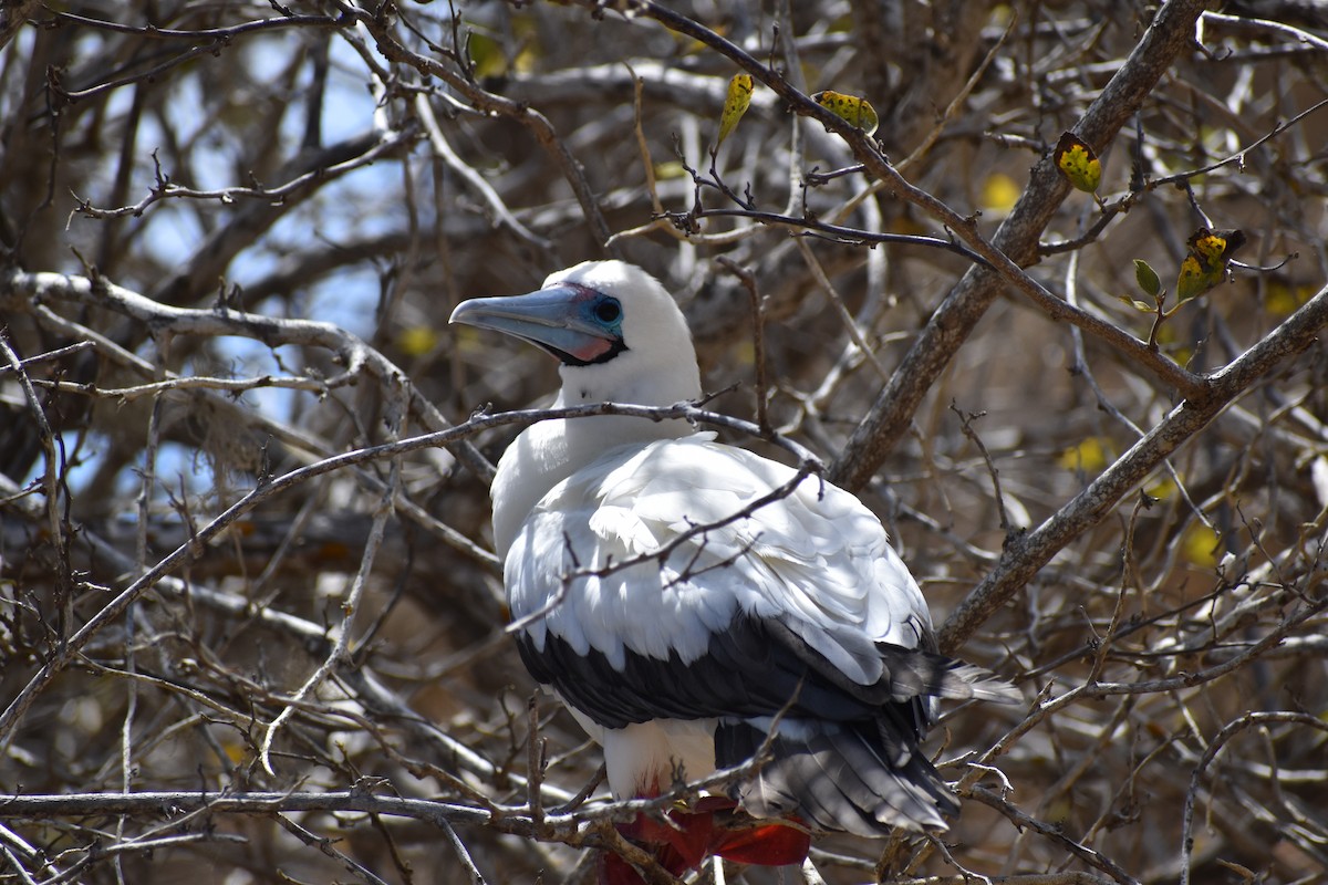 terej červenonohý - ML645718228