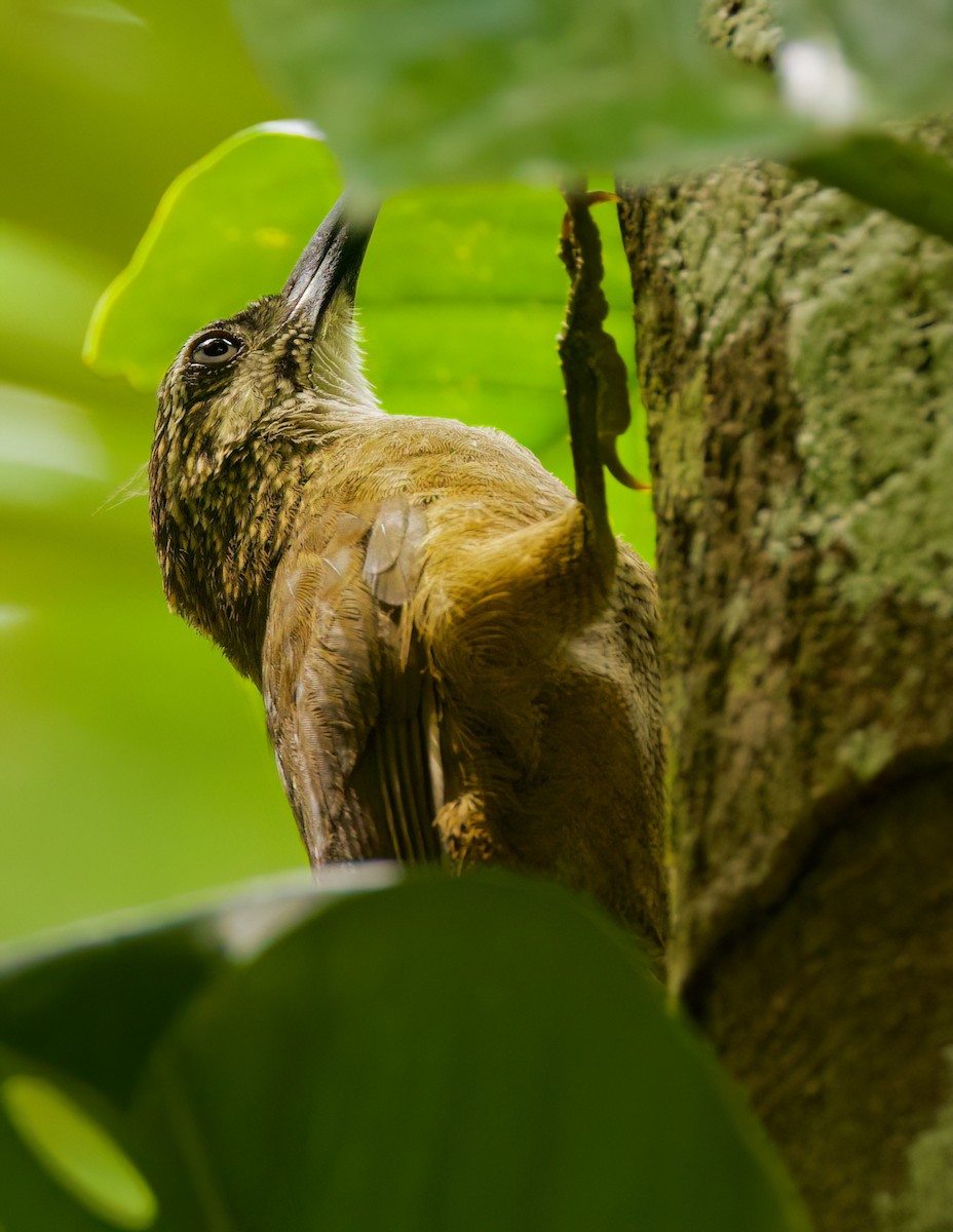 Grimpar à gorge blanche - ML645718230