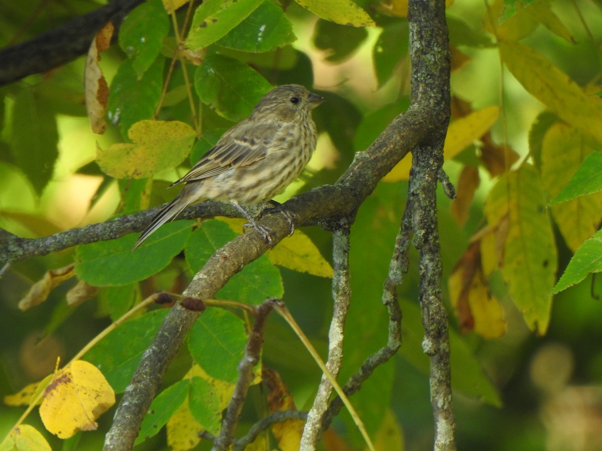 House Finch - ML645718231