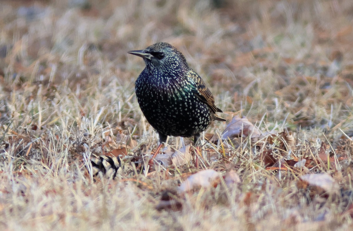 European Starling - ML645718233