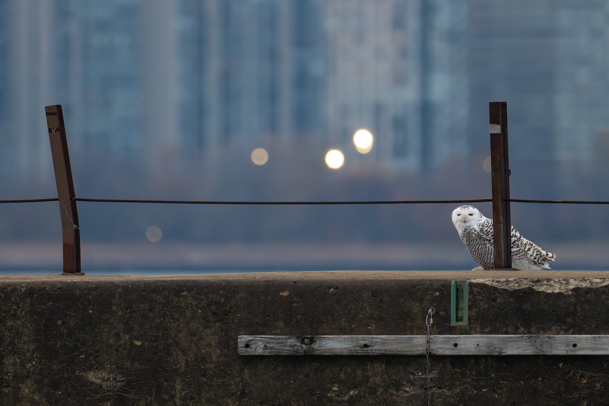 Snowy Owl - ML645718236