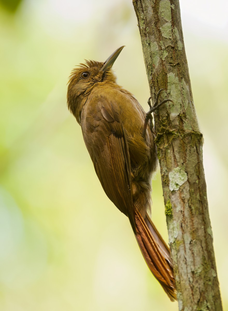 Trepatroncos Turdino - ML645718240