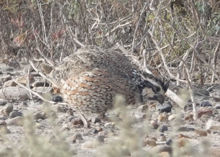 Northern Bobwhite - ML645718242