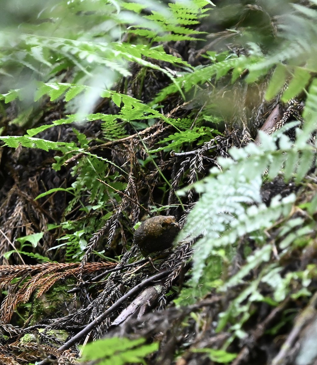 Taiwan Cupwing - ML645718244