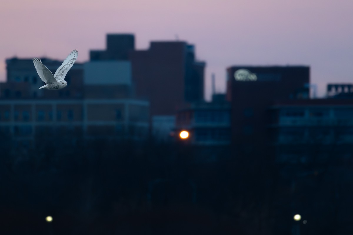 Snowy Owl - ML645718251
