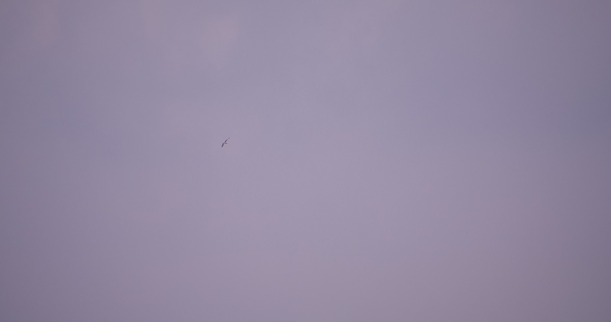 ub. måke (Larinae sp.) - ML645718274