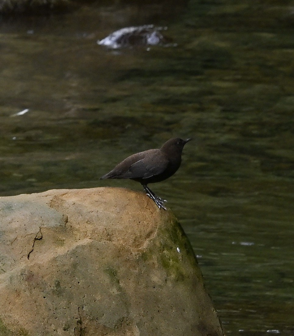Brown Dipper - ML645718280