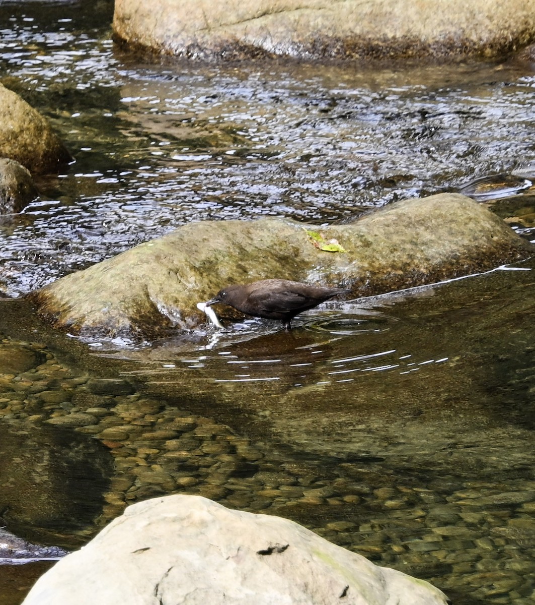 Brown Dipper - ML645718281
