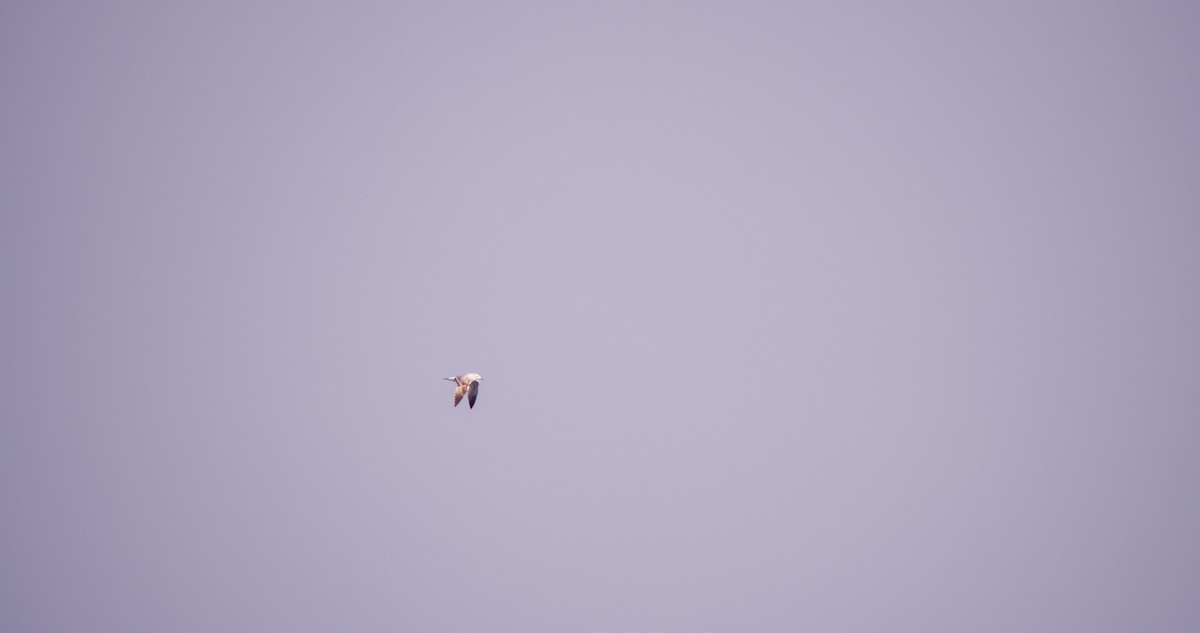 ub. måke (Larinae sp.) - ML645718292