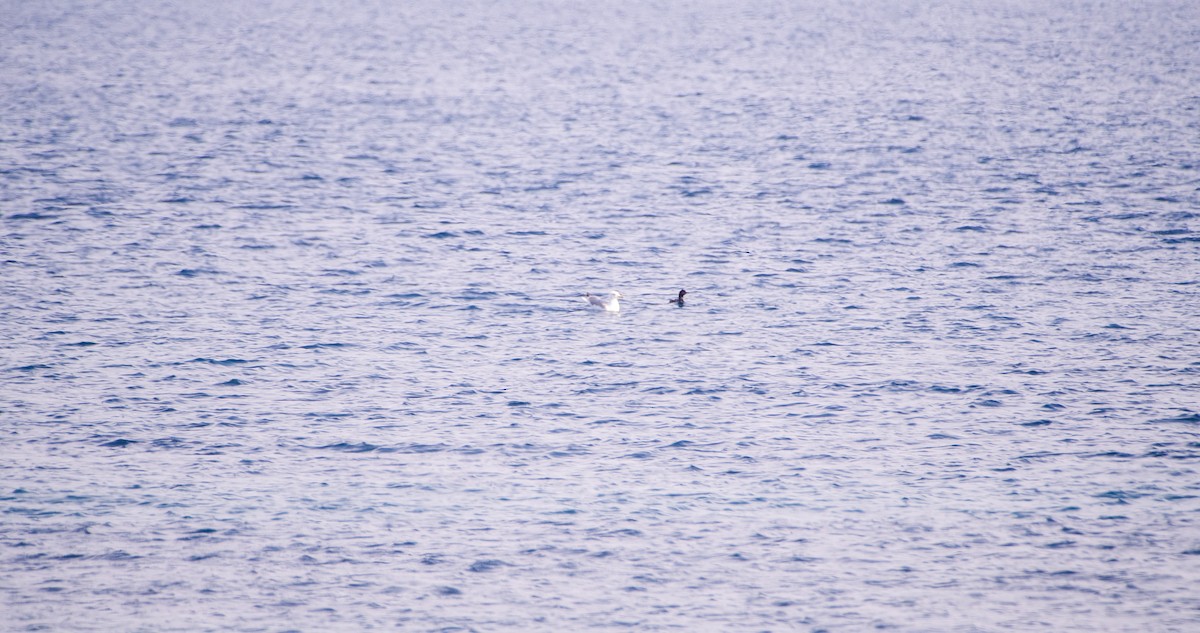 ub. måke (Larinae sp.) - ML645718293