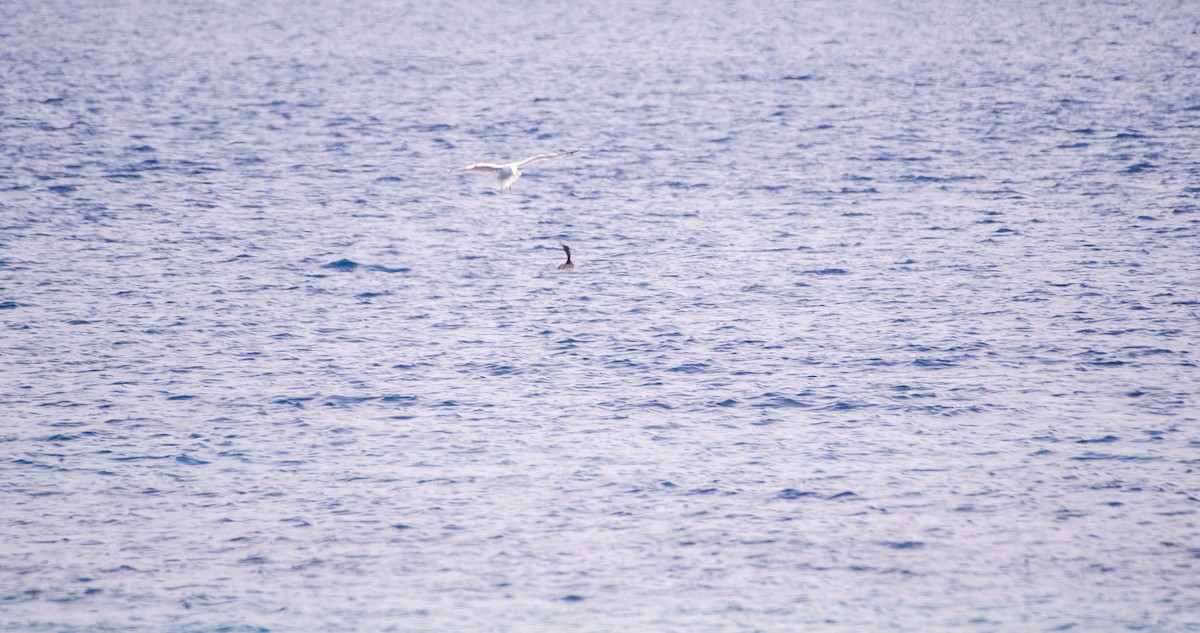 ub. måke (Larinae sp.) - ML645718294