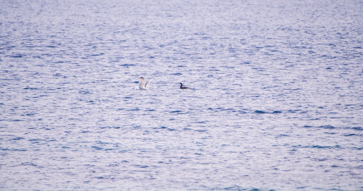 ub. måke (Larinae sp.) - ML645718295