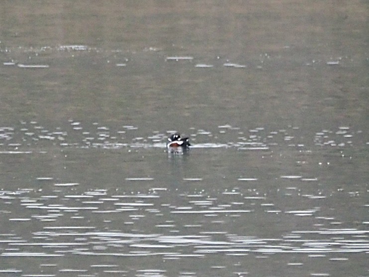 Moretta arlecchino - ML645718315