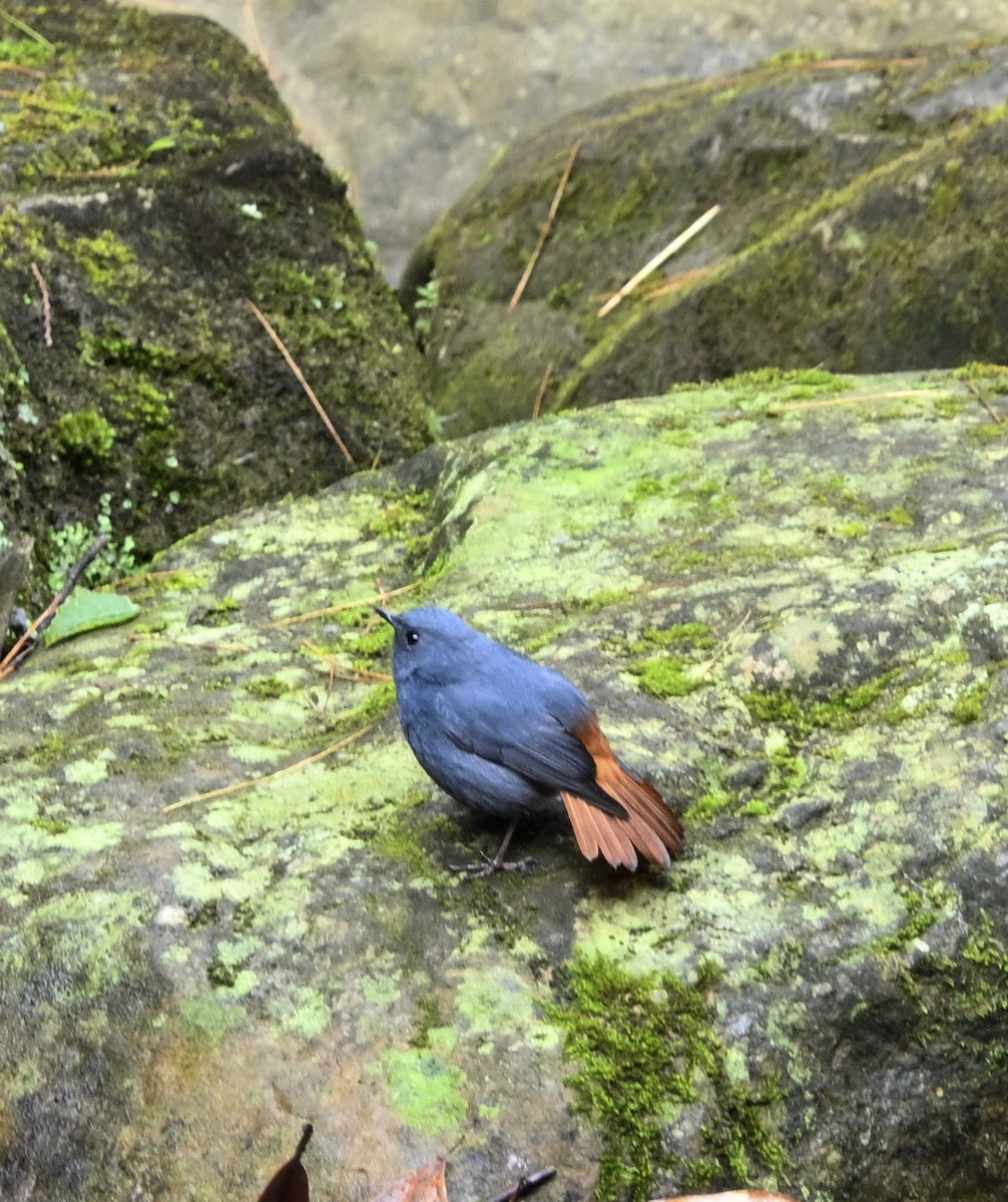 Plumbeous Redstart - ML645718319