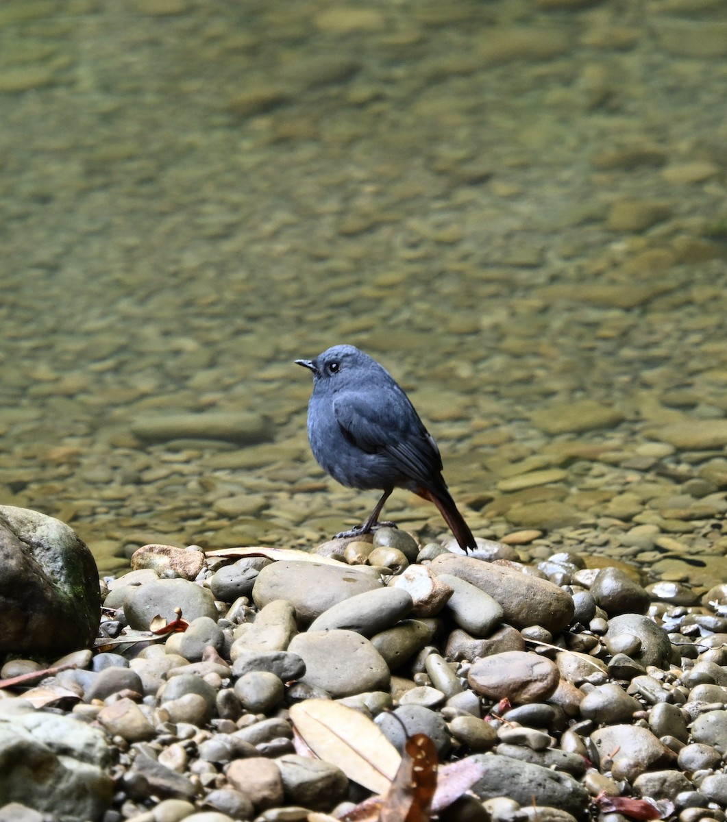 Plumbeous Redstart - ML645718320