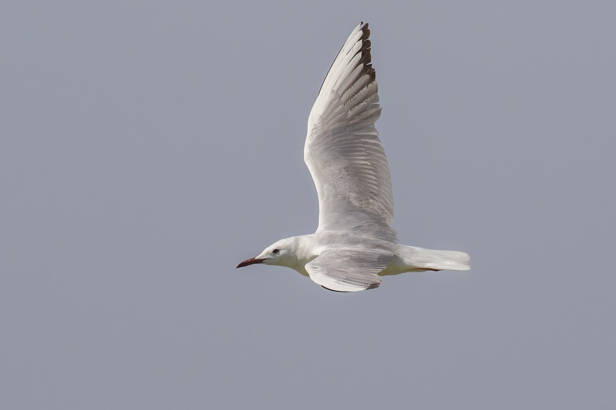 Slender-billed Gull - ML645718321
