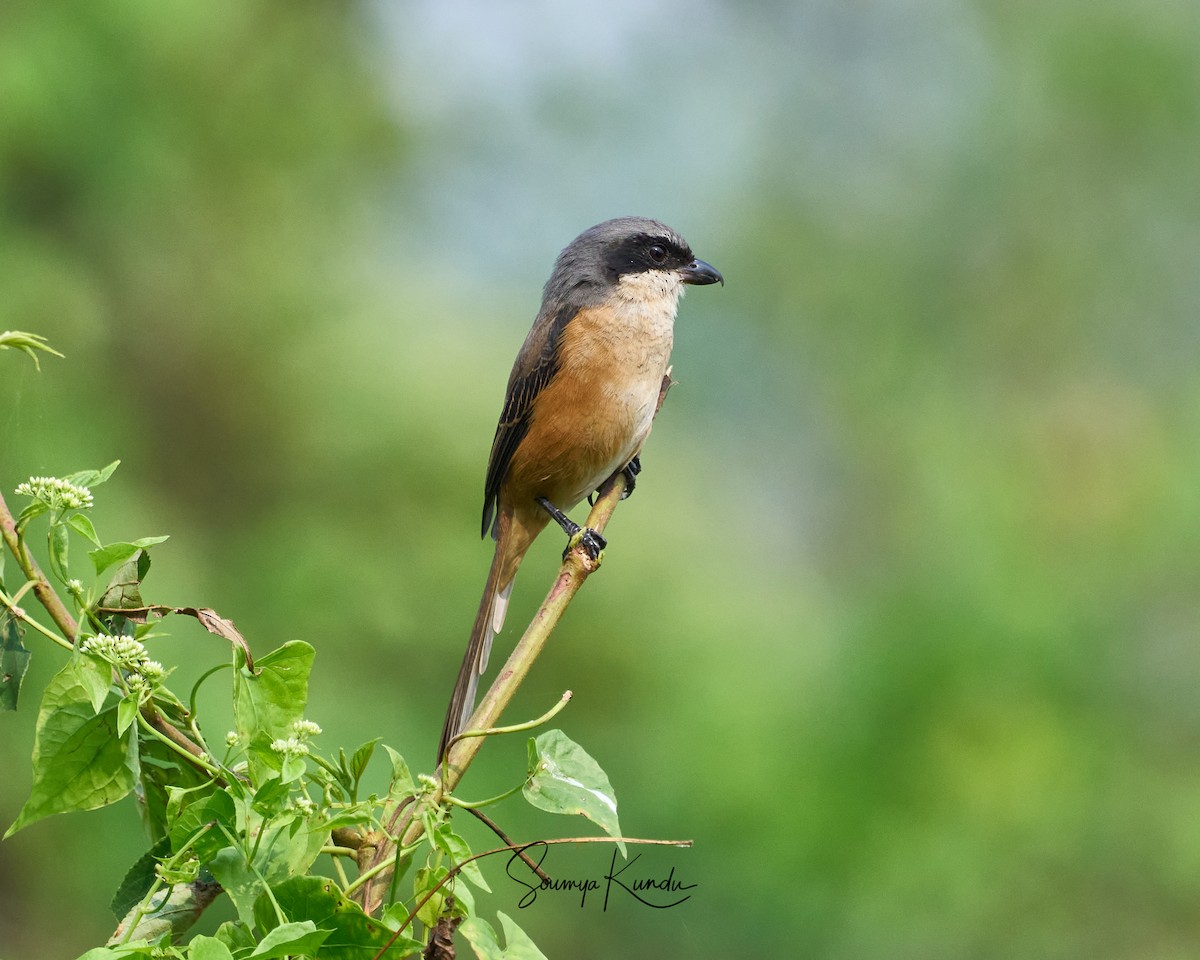 Тибетский сорокопут - ML645718322