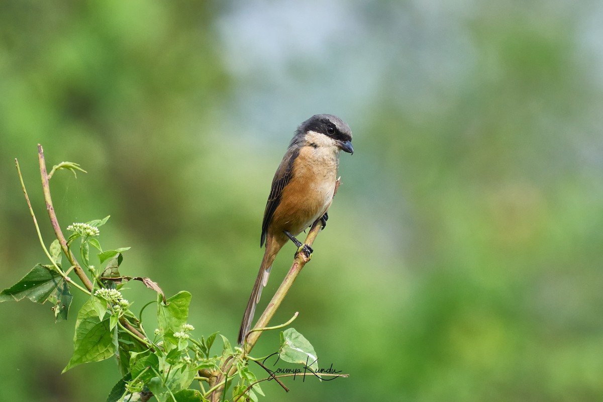 Gray-backed Shrike - ML645718323